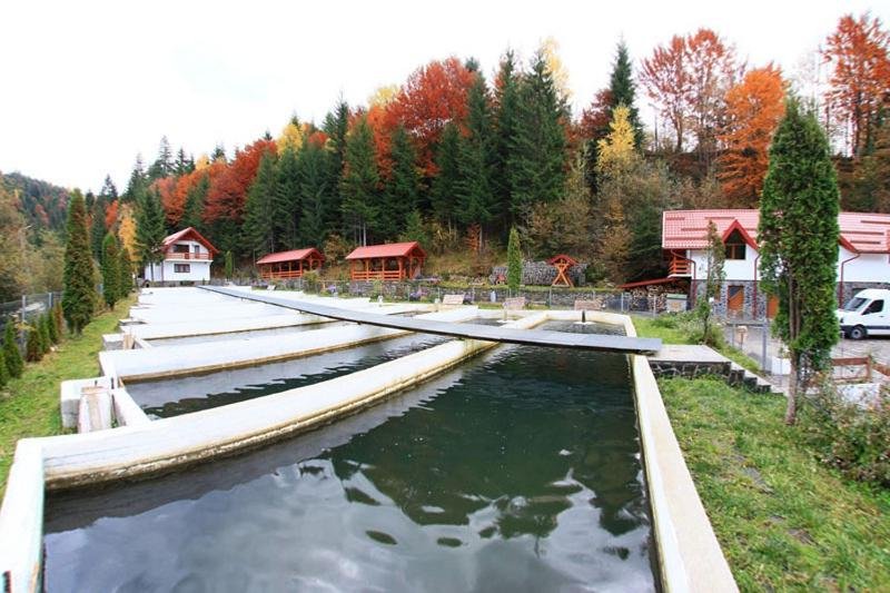 Hotel Hotel Paltinis - Borsa